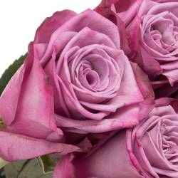 Rose milka Moody Blues (Ec) 50cm X10