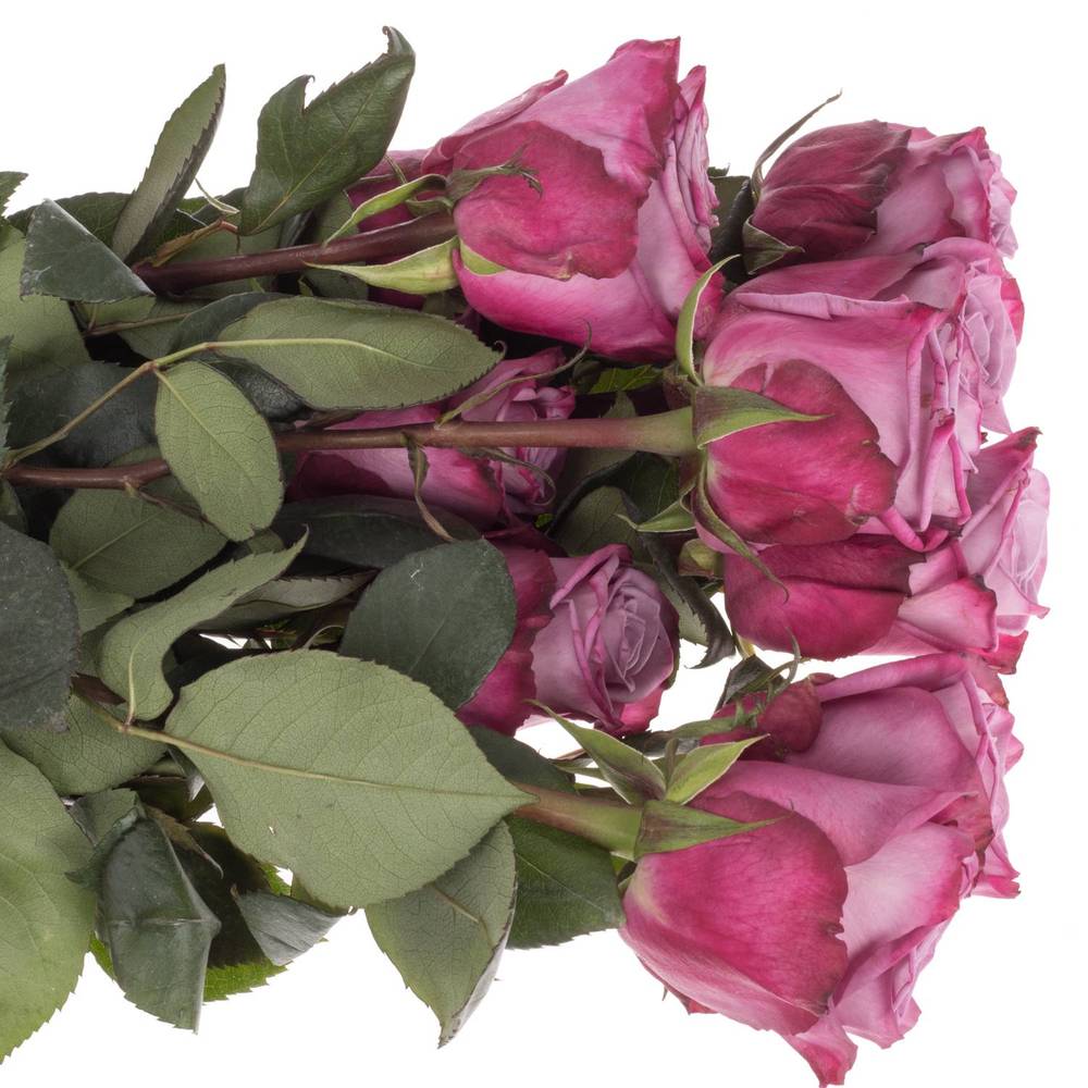 Rose milka Moody Blues (Ec) 50cm X10