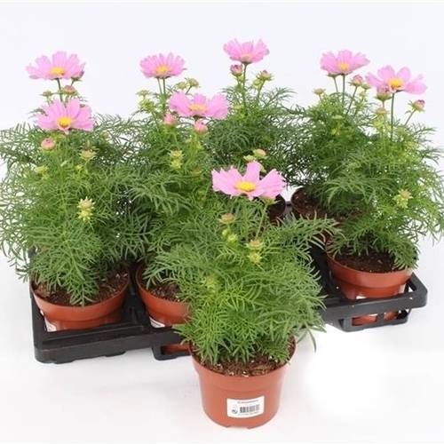 Cosmos Bipinnatus hell rosa T13 H035