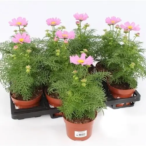 Cosmos Bipinnatus hell rosa T13 H035