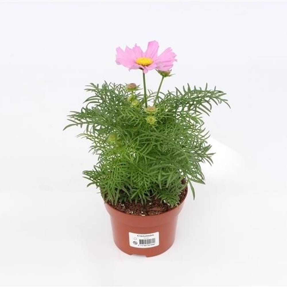 Cosmos Bipinnatus hell rosa T13 H035
