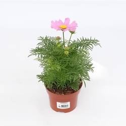 Cosmos Bipinnatus hell rosa T13 H035