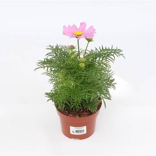 Cosmos Bipinnatus hell rosa T13 H035