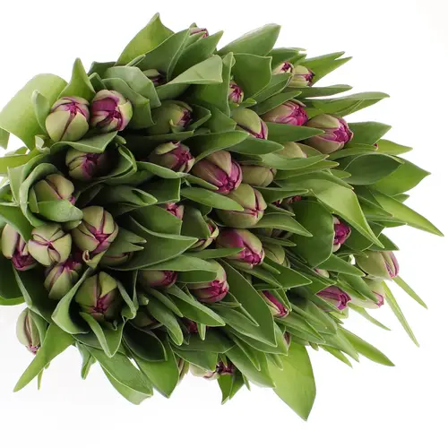 Tulpe lila doppel Blue Diamond 28 Gramm