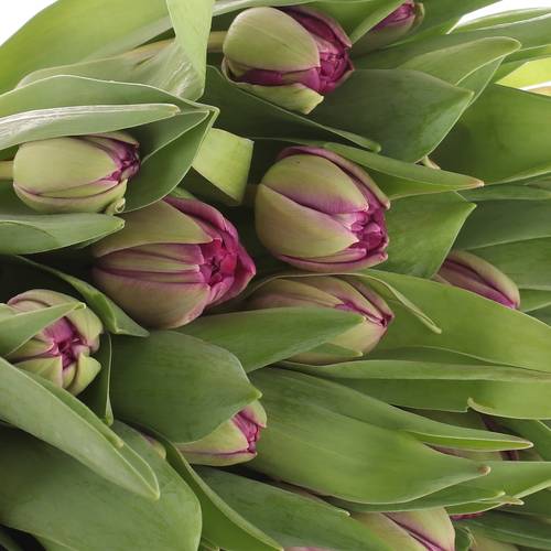 Tulpe lila doppel Blue Diamond 28 Gramm