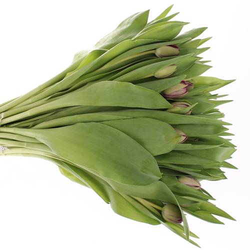 Tulpe lila doppel Blue Diamond 28 Gramm