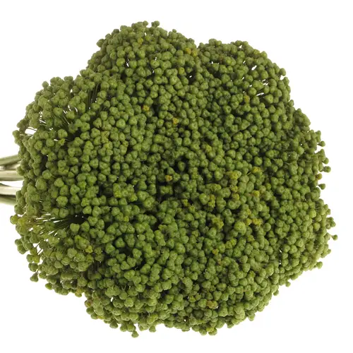 Allium grün Frucht 85cm