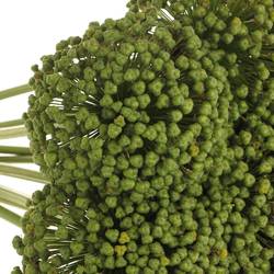 Allium grün Frucht 85cm