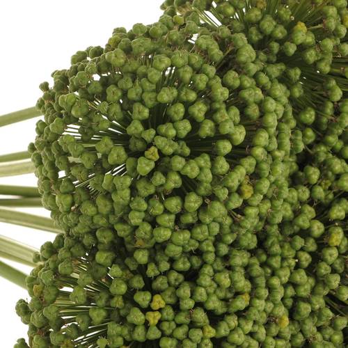 Allium grün Frucht 85cm
