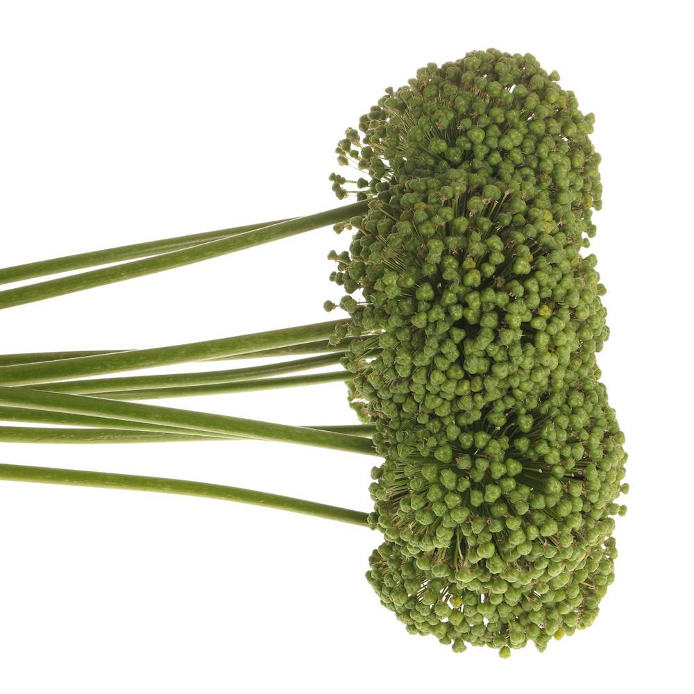 Allium grün Frucht 85cm