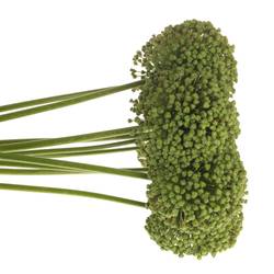 Allium grün Frucht 85cm
