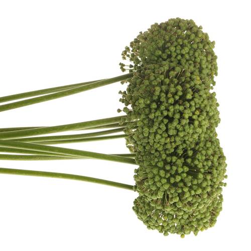 Allium grün Frucht 85cm