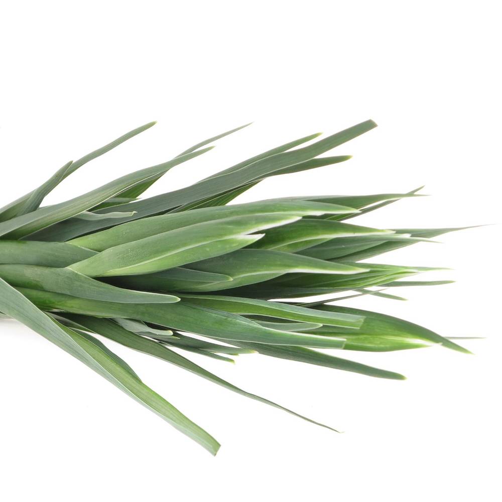 Iris weiss Casablanca 60cm