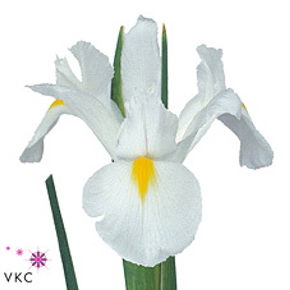 Iris weiss Casablanca 60cm