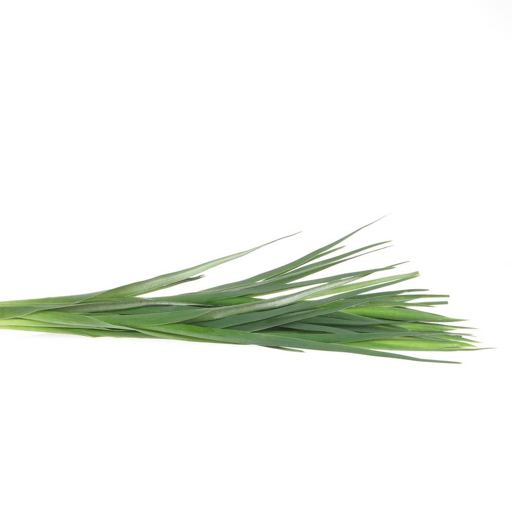 Iris weiss Casablanca 60cm