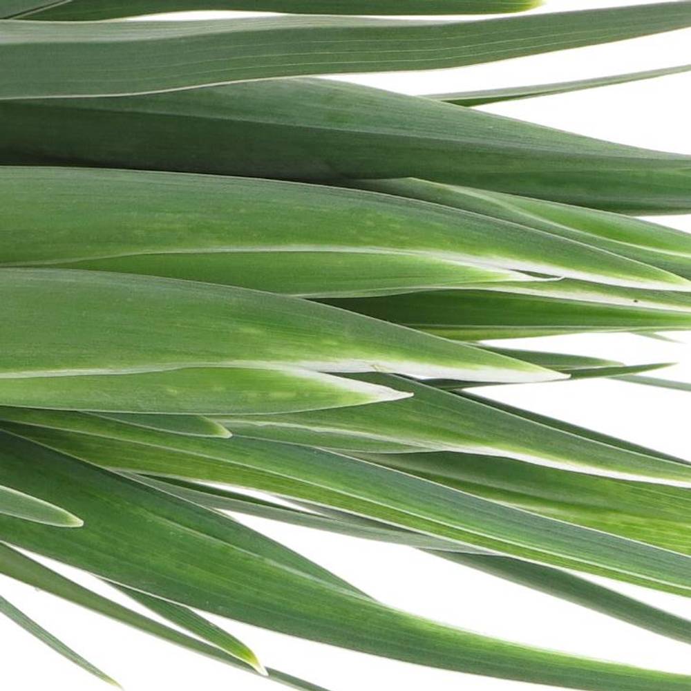 Iris weiss Casablanca 60cm