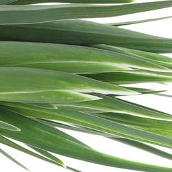 Iris weiss Casablanca 60cm