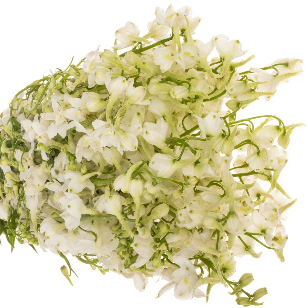 Delphinium creme  an white 50cm