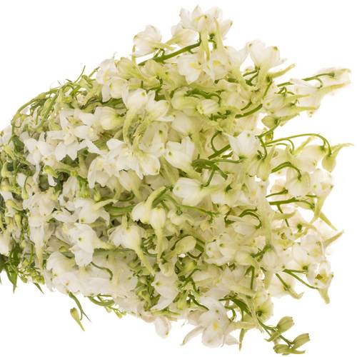 Delphinium creme  an white 50cm