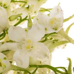 Delphinium creme  an white 50cm