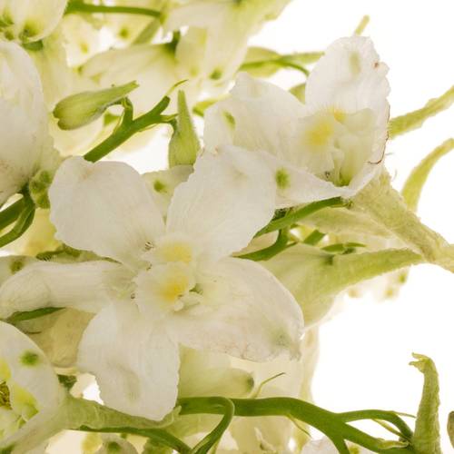 Delphinium creme  an white 50cm