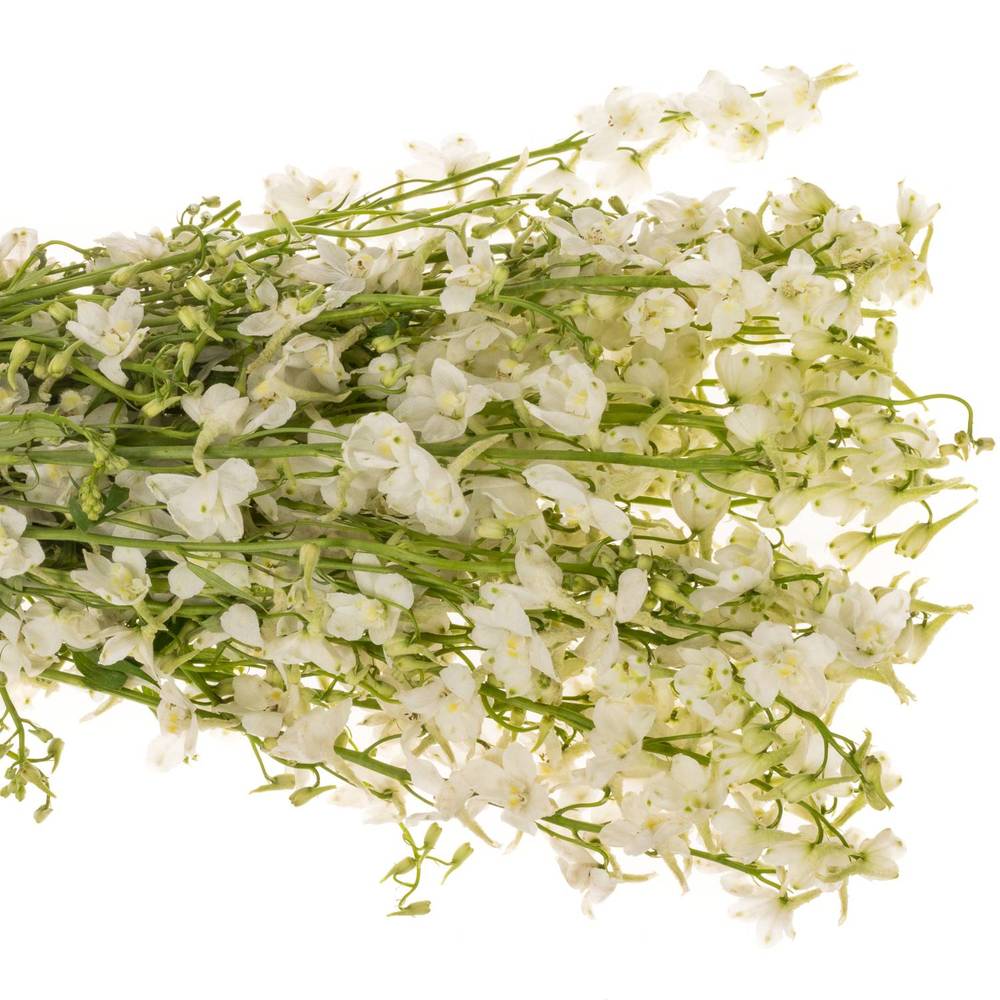 Delphinium creme  an white 50cm