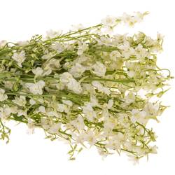 Delphinium creme  an white 50cm