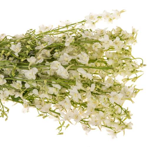 Delphinium creme  an white 50cm