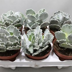 Cotyledon Undul T13 H20