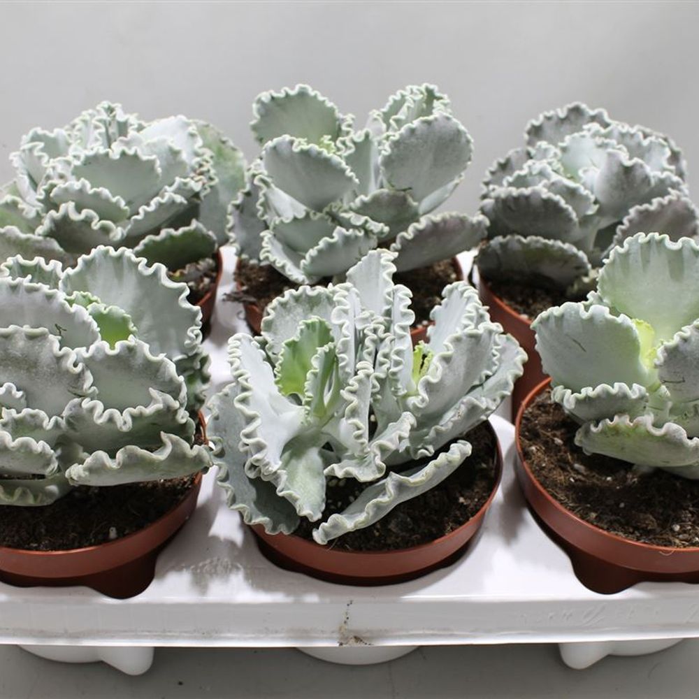 Cotyledon Undul T13 H20