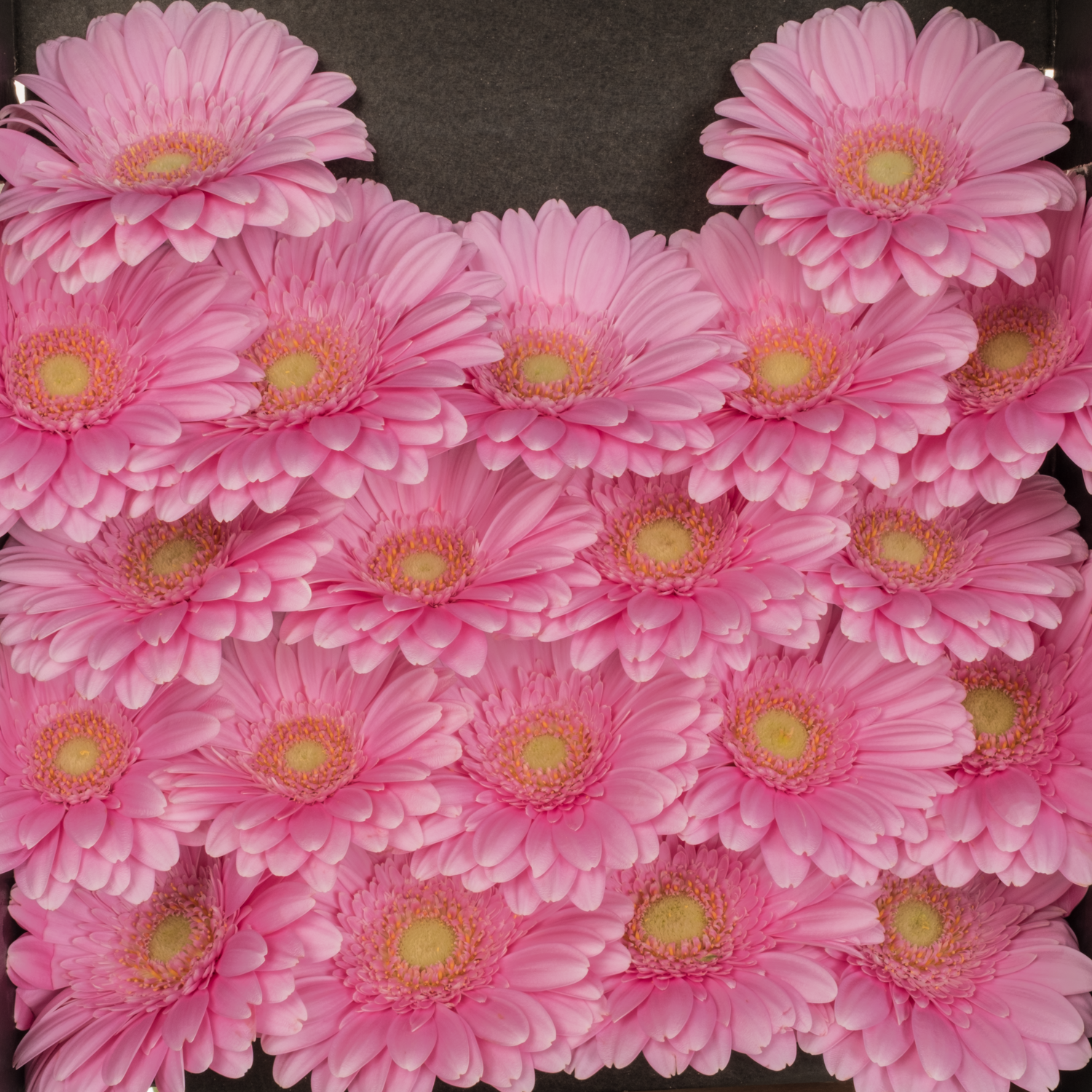 Germini hell rosa Kirstey