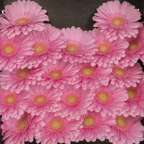 Germini hell rosa Kirstey