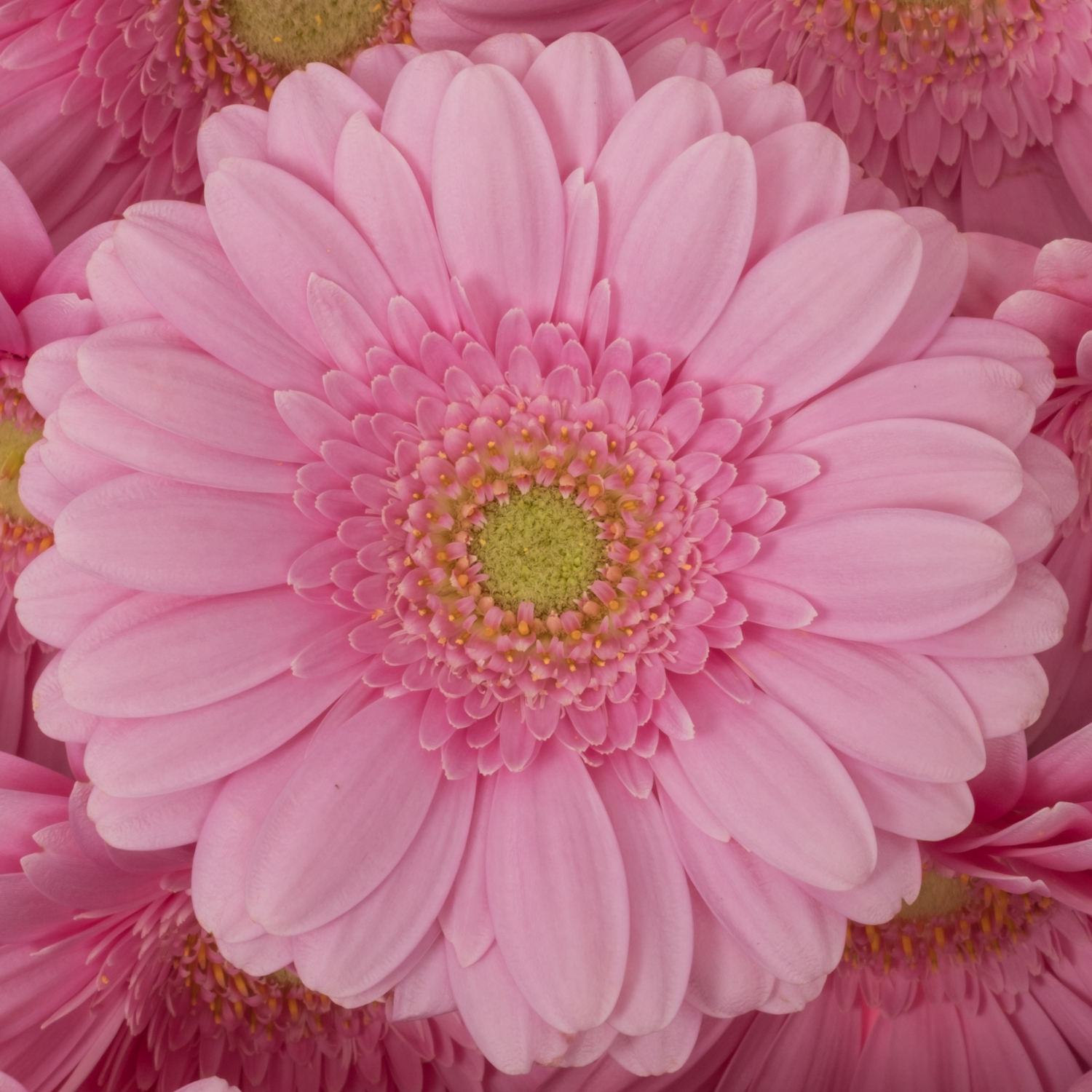 Germini hell rosa Kirstey