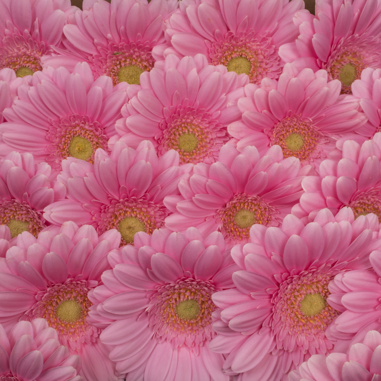 Germini hell rosa Kirstey