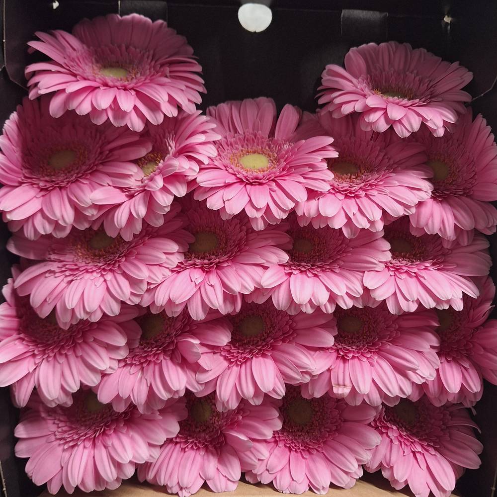 Germini rosa Kirstey