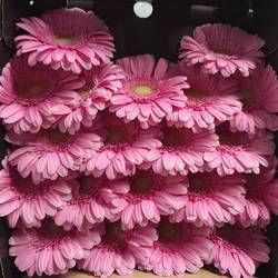 Germini rosa Kirstey