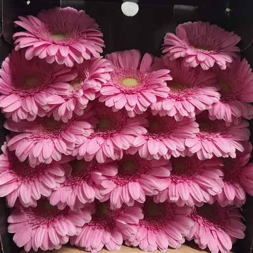 Germini rosa Kirstey