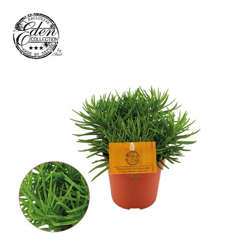 Senecio Himalaya T10,5 H15