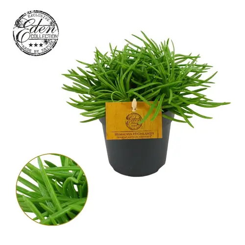 Senecio Himalaya T10,5 H15