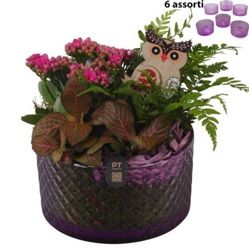 Kal.Arr PTHG8296 Herbst T15 H019