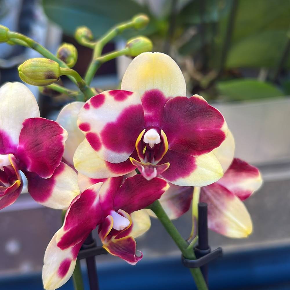 Phal.2-R lila/hell gelb Exclusief T90 H040