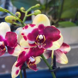 Phal.2-R lila/hell gelb Exclusief T90 H040