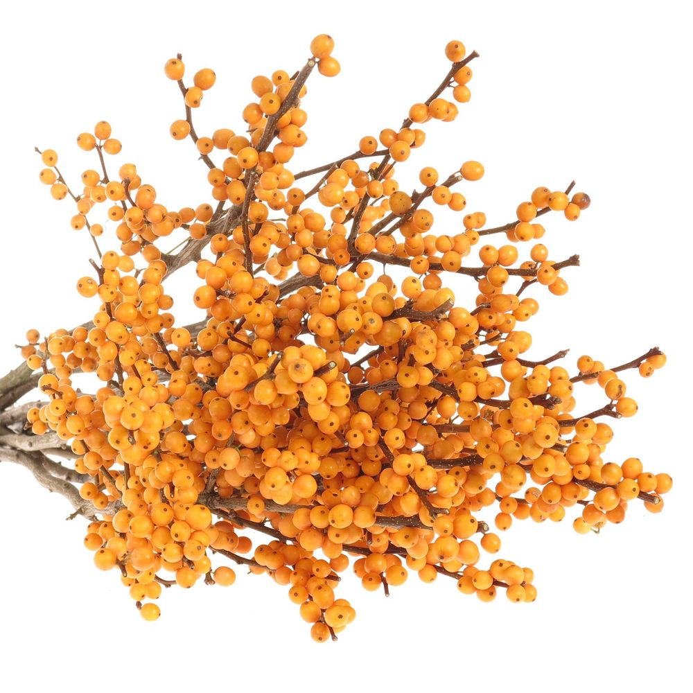 Ilex orange Gold Verboom 60cm