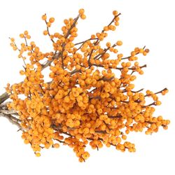 Ilex orange Gold Verboom 60cm