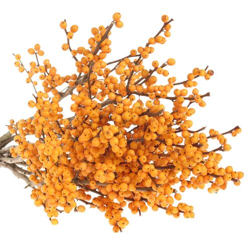 Ilex orange Gold Verboom 60cm