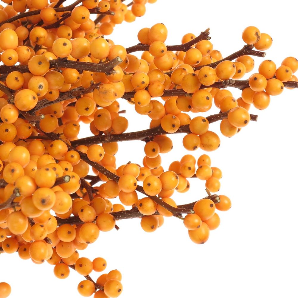 Ilex orange Gold Verboom 60cm