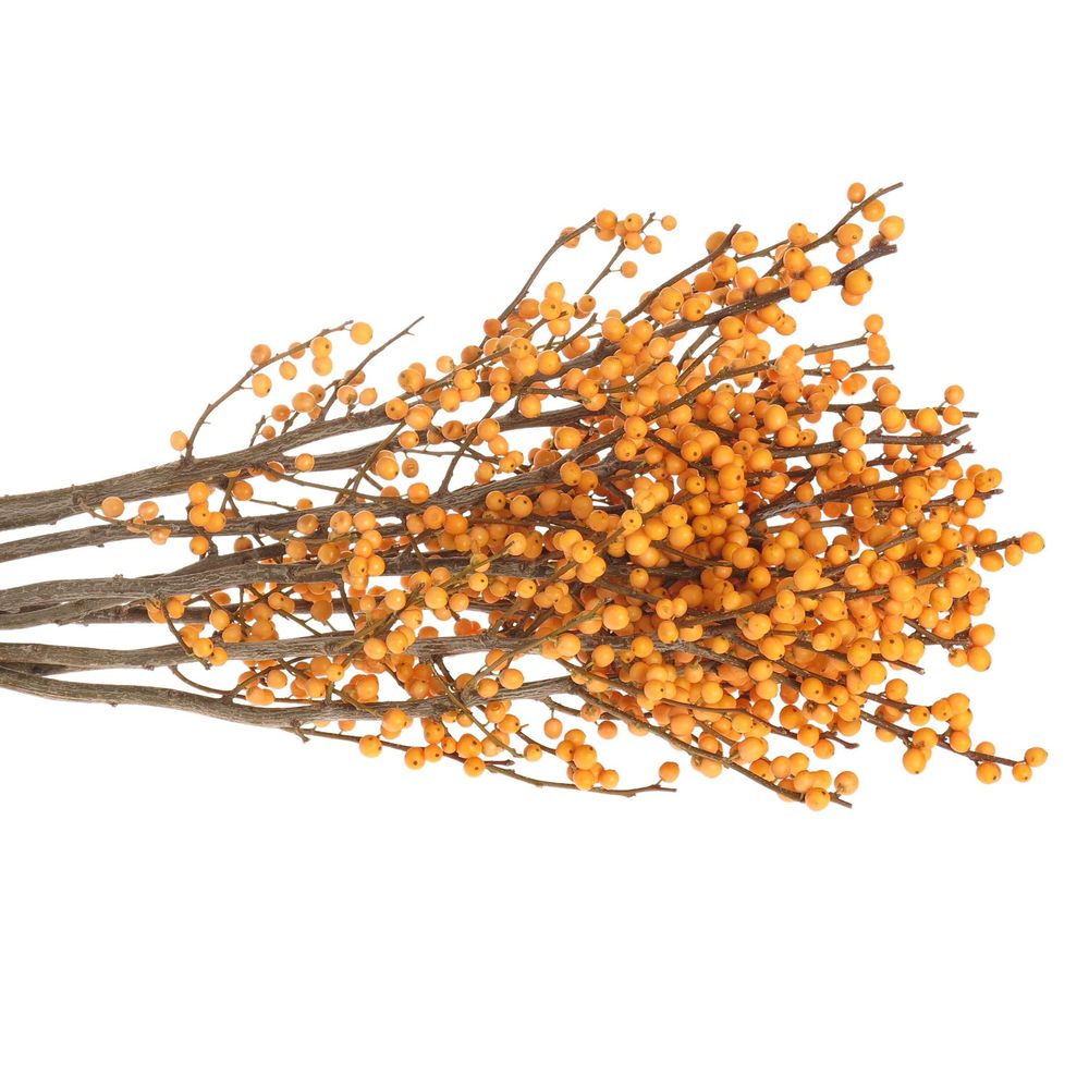 Ilex orange Gold Verboom 60cm