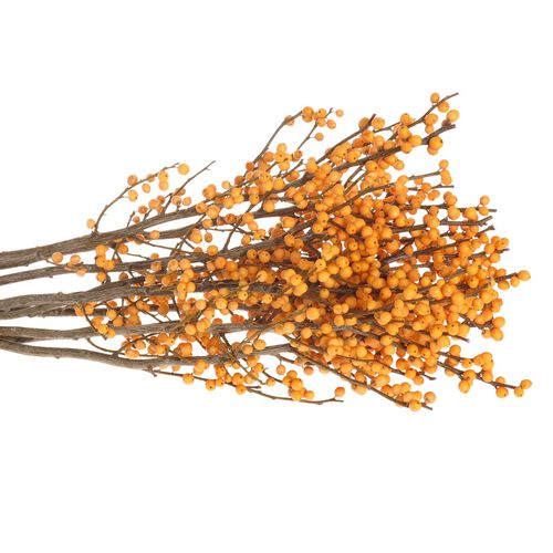 Ilex orange Gold Verboom 60cm