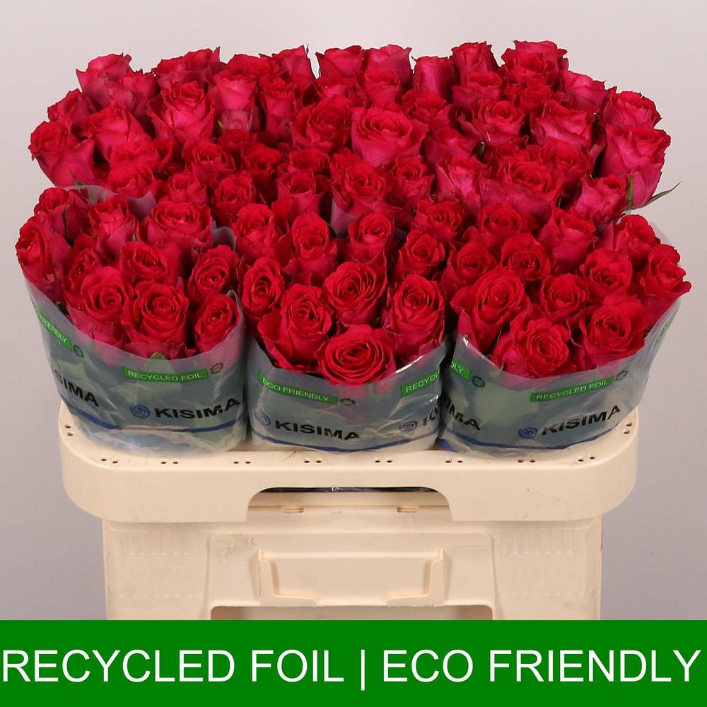 Rose fuchsia Madam Cerise 60cm