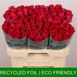 Rose fuchsia Madam Cerise 60cm
